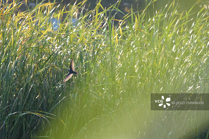 芦苇荡和低飞的燕子。高清风景。高清背景图。绿色背景图片素材