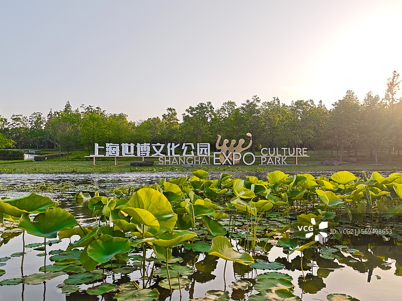 上海世博文化公园舞动广场荷塘荷叶图片素材