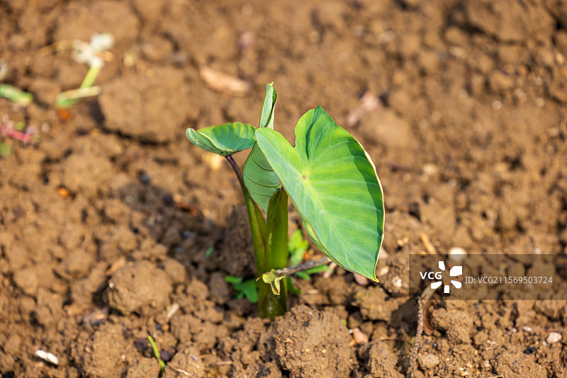 农村乡下菜园子里种植的蔬菜芋头图片素材