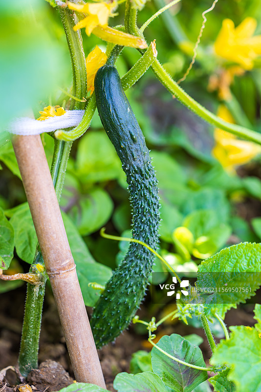 农村乡下菜园子里种植的蔬菜黄瓜图片素材
