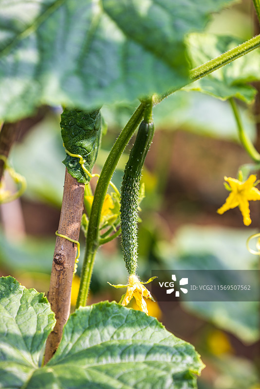 农村乡下菜园子里种植的蔬菜黄瓜图片素材
