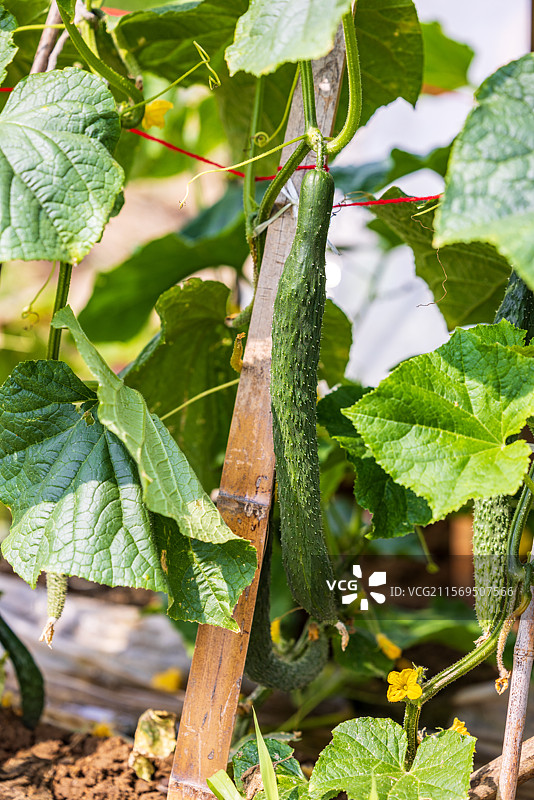 农村乡下菜园子里种植的蔬菜黄瓜图片素材