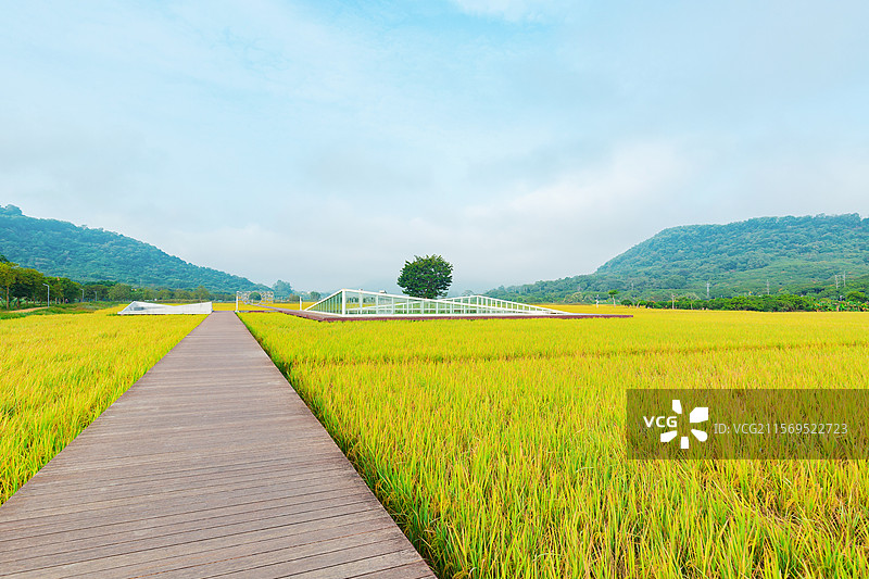广州从化区风云岭森林公园，艾米稻香小镇，漂洋过海图片素材