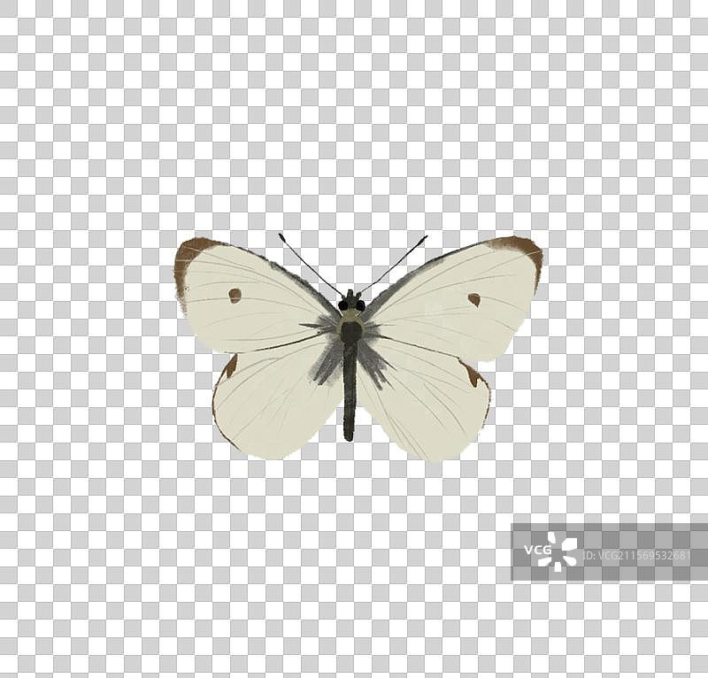 菜粉蝶图片素材