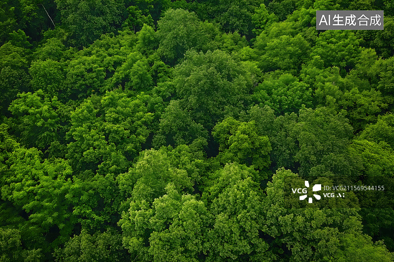 【AI数字艺术】航拍森林图片素材