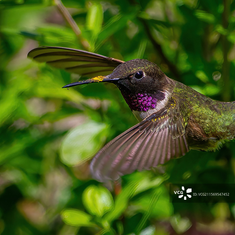 蜂鸟在花朵上授粉的特写，德克萨斯州麦金尼，美国图片素材