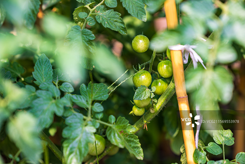 农村乡下菜园子里种植的蔬菜小番茄西红柿图片素材