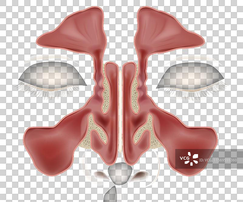 鼻窦解剖医学图片素材
