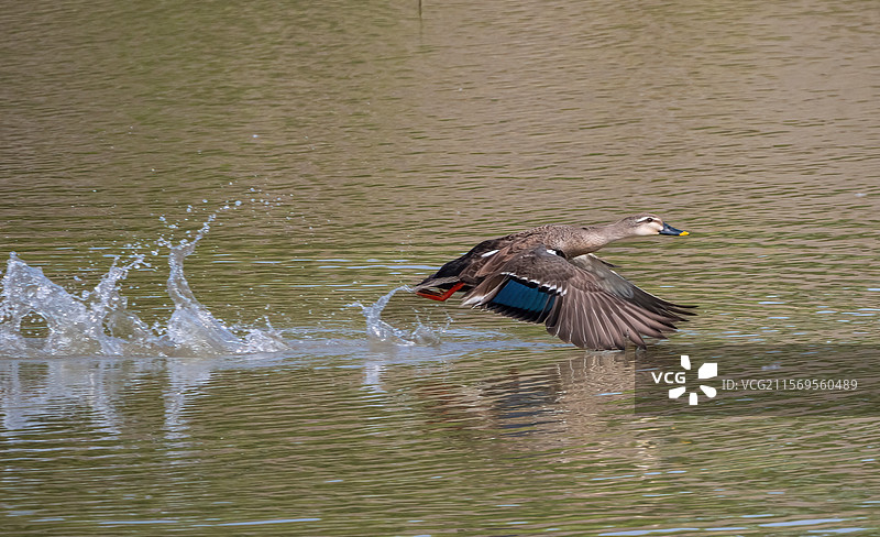 湿地里的斑嘴鸭图片素材