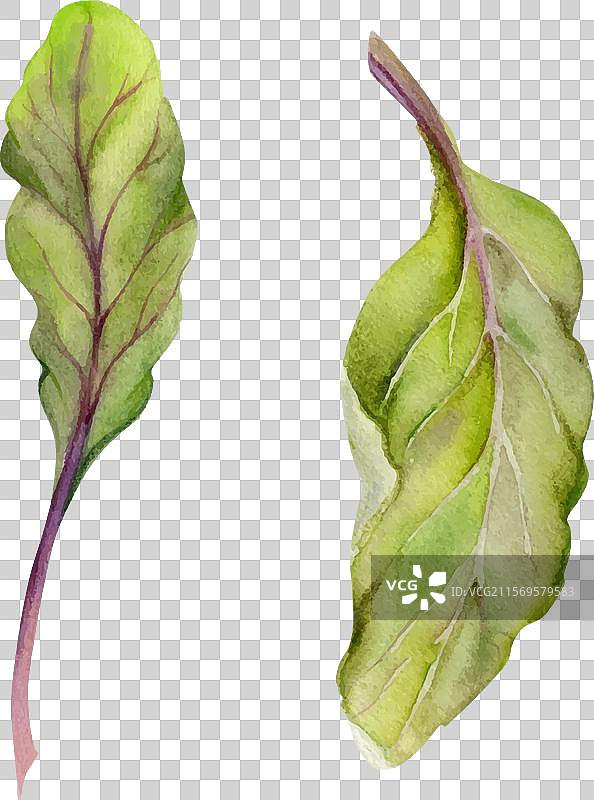 手绘水彩绿色沙拉，菠菜和羽衣甘蓝图片素材