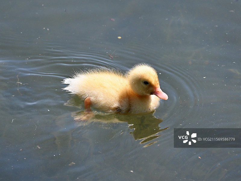 玉渊潭公园花脸鸭和幼崽图片素材