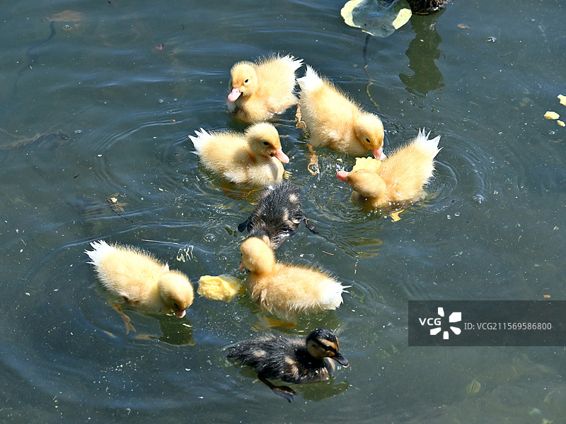 玉渊潭公园花脸鸭和幼崽图片素材