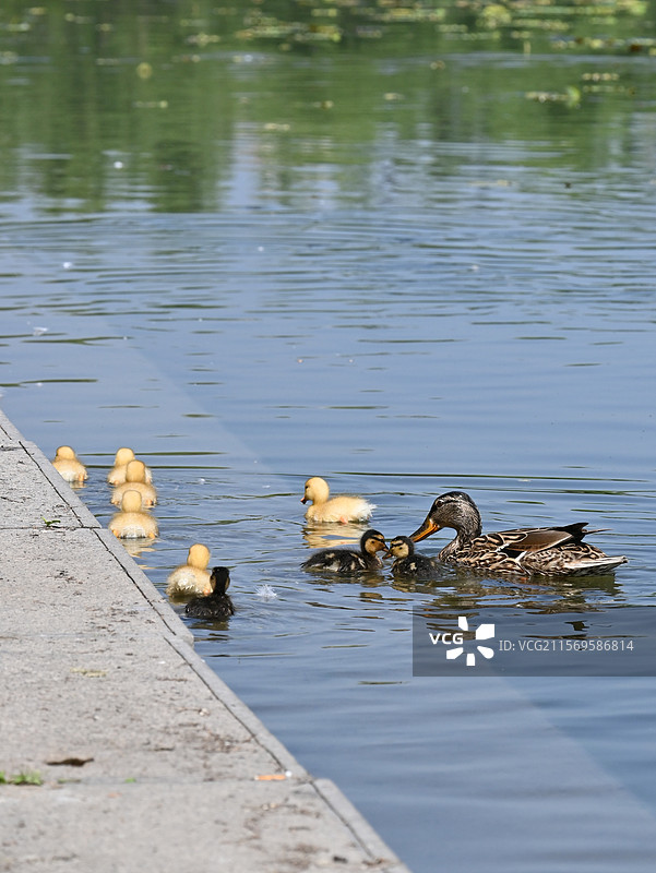 玉渊潭公园花脸鸭和幼崽图片素材
