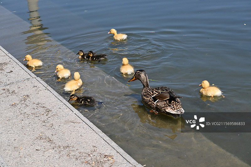 玉渊潭公园花脸鸭和幼崽图片素材