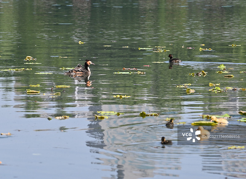 玉渊潭公园花脸鸭和幼崽图片素材