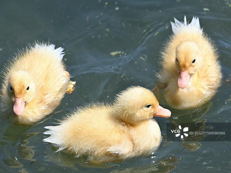 玉渊潭公园花脸鸭和幼崽图片素材