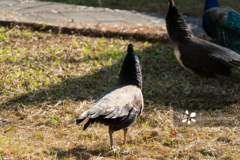 草地上的美丽孔雀觅食场景图片素材