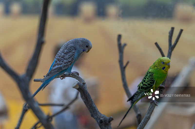 宠物店被圈养的鹦鹉图片素材
