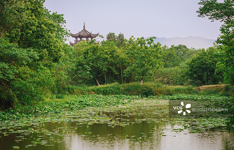 江南水乡风景 杭州西溪湿地风光 远处塔图片素材