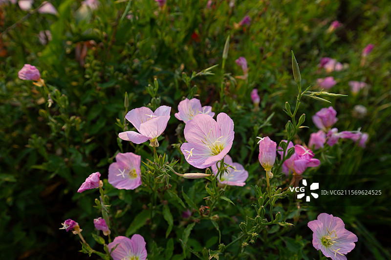 粉色的月见草图片素材