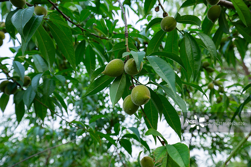结着野桃子的桃树图片素材