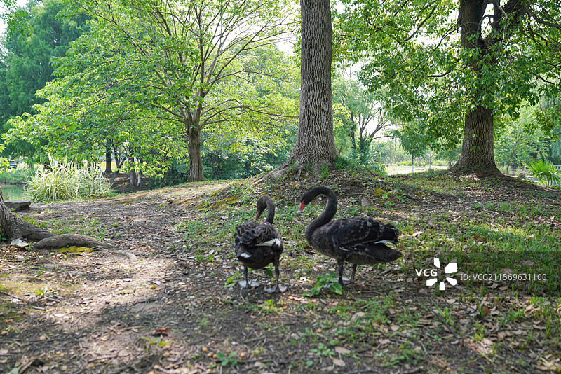 公园里的天鹅岛图片素材