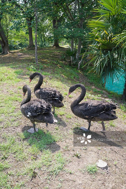 公园里的天鹅岛图片素材