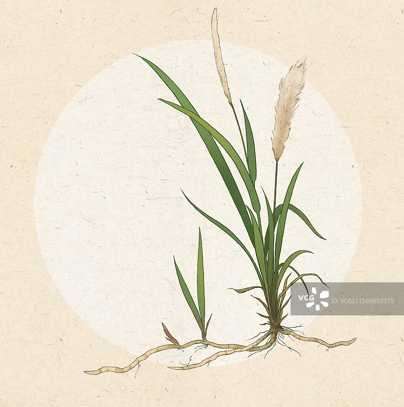 白茅草白茅根图片素材