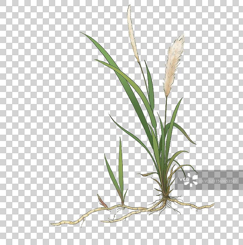 白茅草白茅根中药食疗手绘插画图片素材