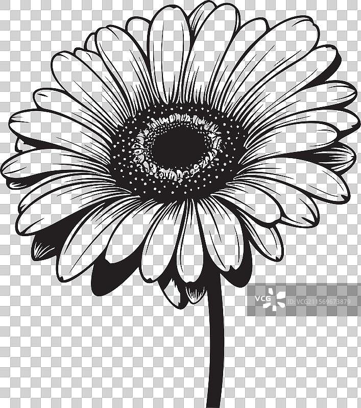 阳光明媚的非洲菊花瓣图标设计生动鲜明图片素材