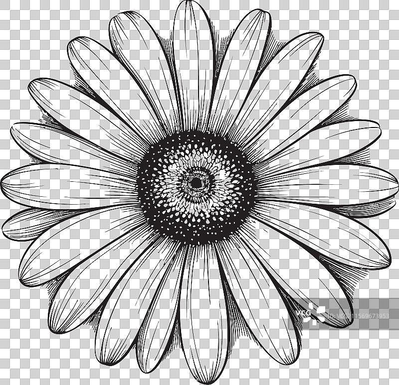 自然画布的非洲菊标志设计花卉图片素材