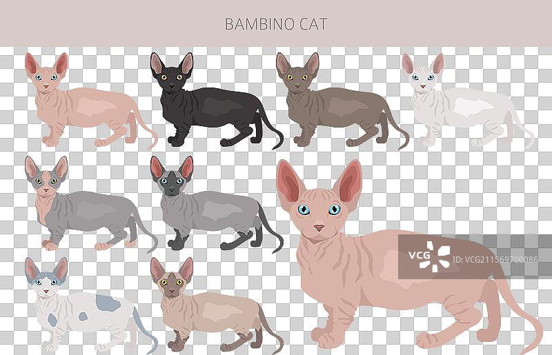 小猫巴比诺与短腿斯芬克斯混合图案，所有毛色图片素材