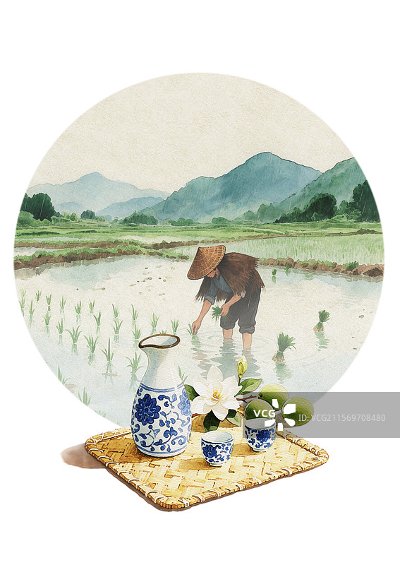 9 芒种 农民水田插秧 青梅酒栀子花图片素材