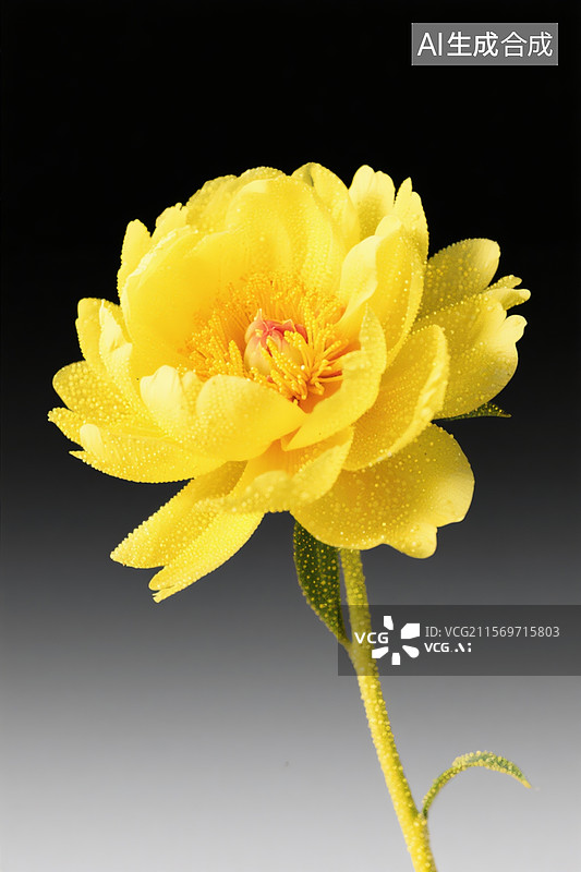 【AI数字艺术】纯黑到灰色的渐变背景中一支亮黄色粒子黄牡丹图片素材