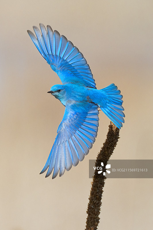 鸟在晴朗的天空中飞翔的特写，科罗拉多州利特尔顿，美国图片素材