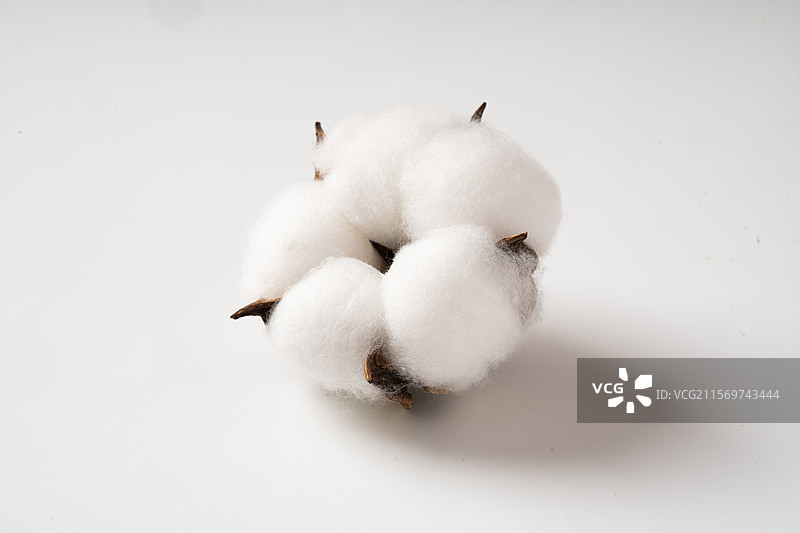 白底上的一朵棉花图片素材