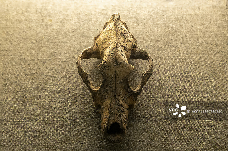 江苏省扬州博物馆扬州历史馆：狗骨骼标本（新石器时期，高邮龙虬庄遗址出土）图片素材