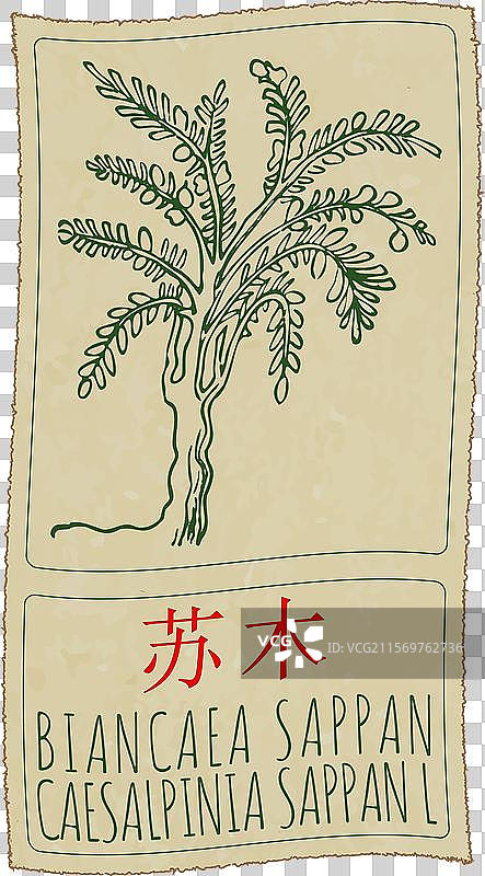 手绘的巴西红木（Biancaea sappan）插图图片素材