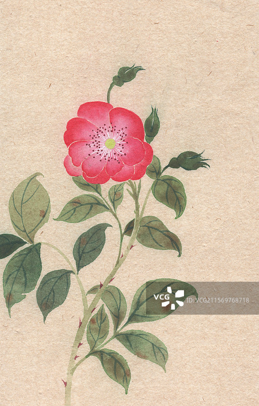 蔷薇红色国风插画图片素材