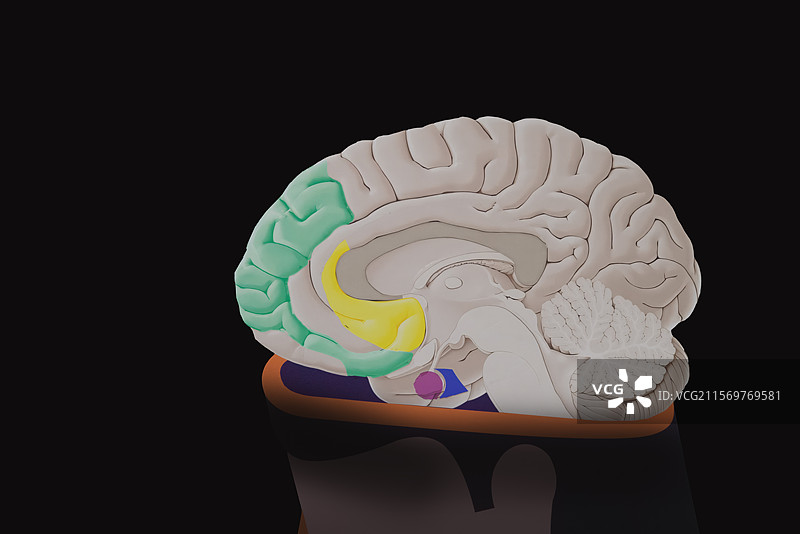 科技插图，生理，大脑解剖图，抑郁示意图图片素材