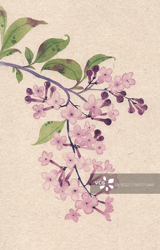 丁香花国风插画图片素材