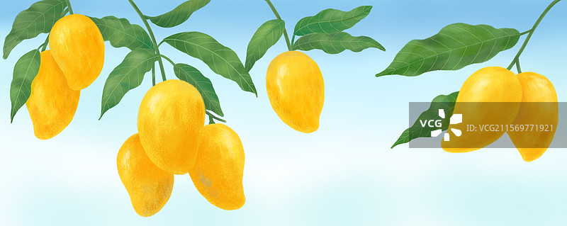 手绘热带水果芒果树枝垂下成熟的金黄色芒果插画图片素材