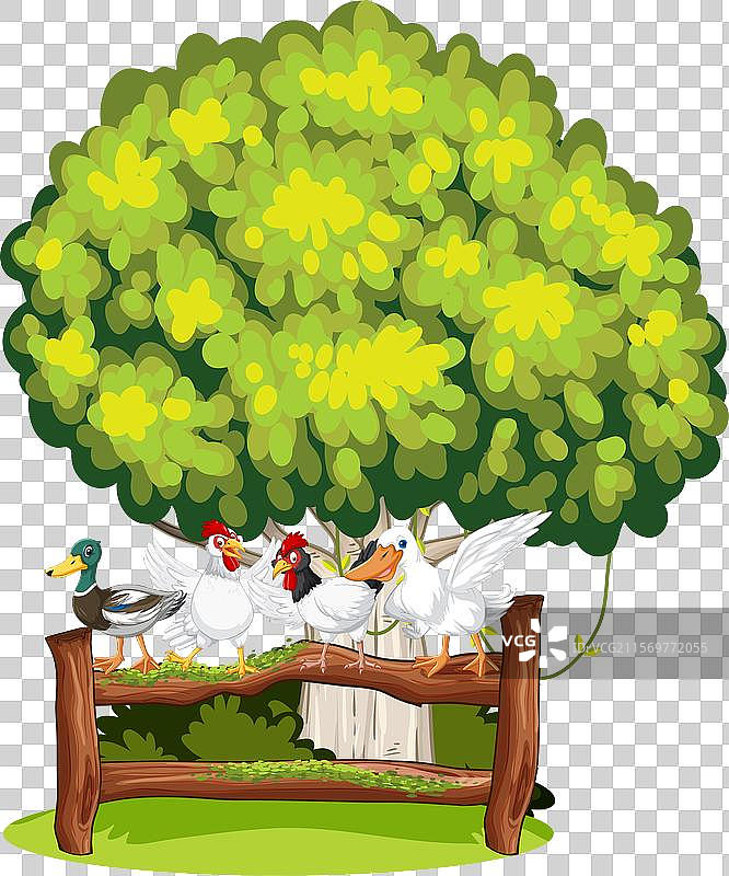 木栅栏上的鸭子和鸡图片素材