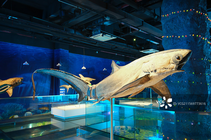 长尾鲨标本图片素材