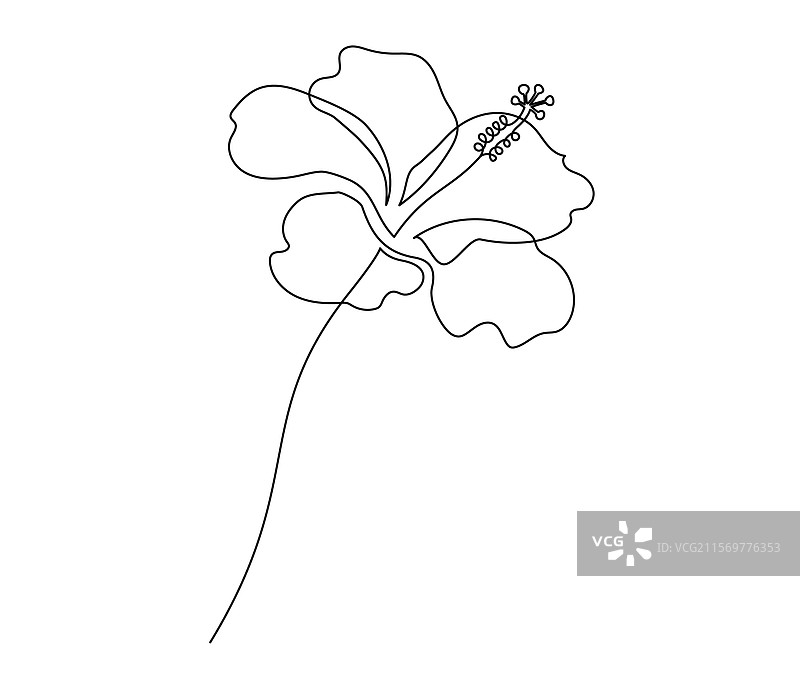 一笔连画的芙蓉花图案图片素材
