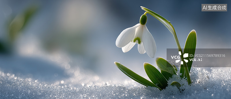 【AI数字艺术】雪地里的雪花莲图片素材