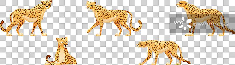 非洲大型猫科动物猎豹，拥有长尾巴和图片素材