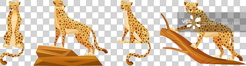 非洲大型猫科动物猎豹，拥有长尾巴和图片素材