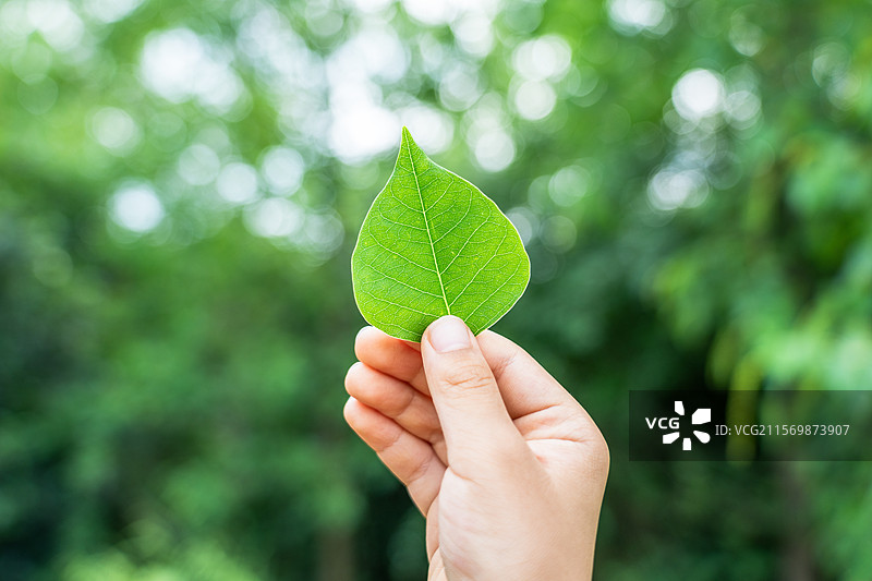 小孩子的手拿着一片绿色树叶图片素材