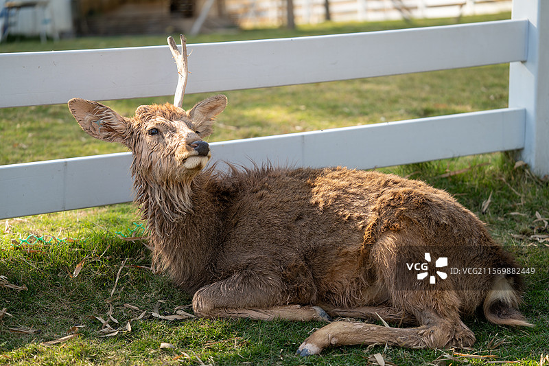在马岭观花植物园内的小鹿鹿图片素材